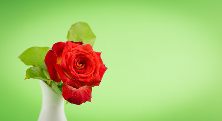 Red rose closeup in white vase on green background. Holiday card with red roses on Valentine's Day or March 8 with copy space.