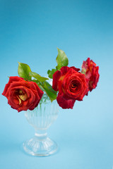 Red roses close up in a glass vase on a blue background. Holiday card with red roses on Valentine's Day or March 8 with copy space.