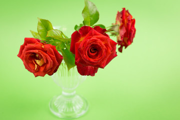 Red roses close up in a glass vase on a green background. Holiday card with red rose on Valentine's Day or March 8 with copy space.