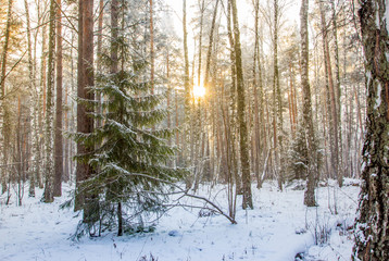 Winter landscape in the forest. Green Christmas tree in the winter forest.