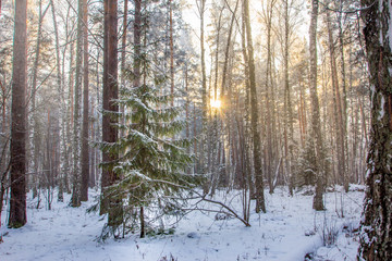 Winter landscape in the forest. Green Christmas tree in the winter forest.