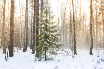 Winter landscape in the forest. Green Christmas tree in the winter forest.