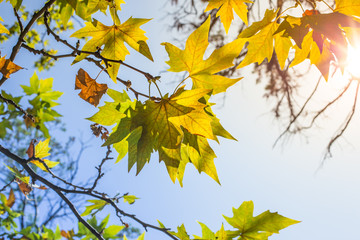 Yellowing autumn maple leaves against the blue sky.