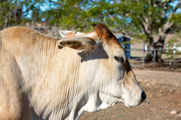 Profile shot of head of a Braham Cross Cow.