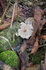Hongos