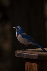 bluebird on the bench