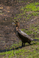 cormorant