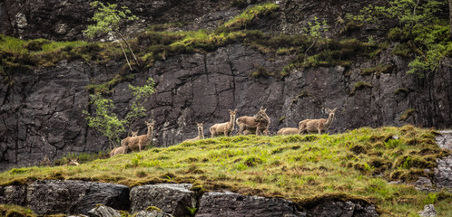 Herd of young wild deer in Scottish mountains in rainy evening.