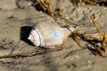 hermit crab on the beach