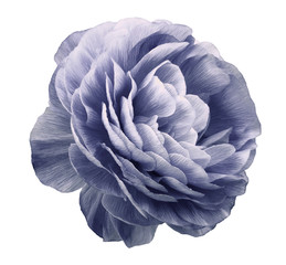 Obraz premium vintage rose flower purple. Flower isolated on white background. No shadows with clipping path. Close-up. Nature.