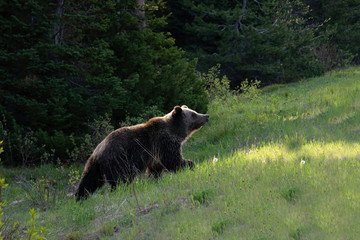 grizzly into the dawns light