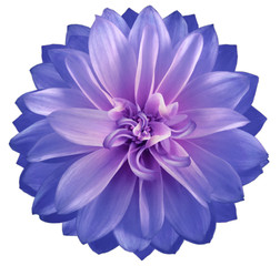 watercolor dahlia flower blue-purple. Flower isolated on white background. No shadows with clipping path. Close-up. Nature.