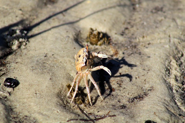 crab on the beach