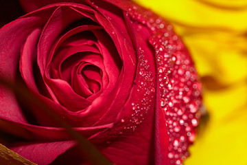 Macro droplets on a rose