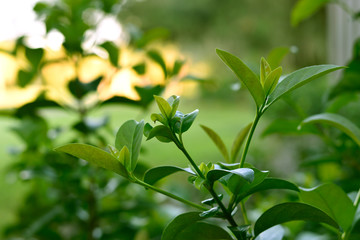 Green Leaves