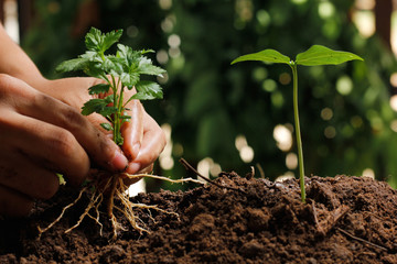 Hands of farmer growing and nurturing tree growing on fertile soil with green and yellow bokeh background / nurturing baby plant / protect nature