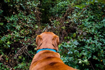 dog in the forest