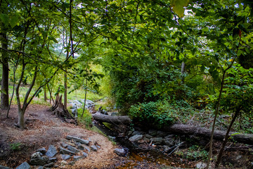 path in the forest