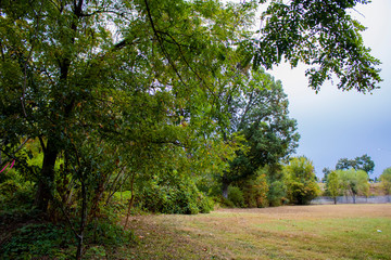 trees in the park