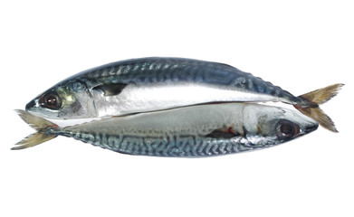 Fresh saba fish isolated on white background