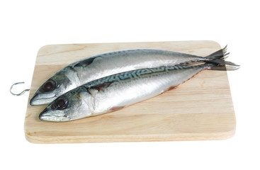 Fresh saba fish isolated on white background