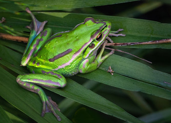 A plump femaile green and golden bell frog basking in the sun on a palm leaf. 