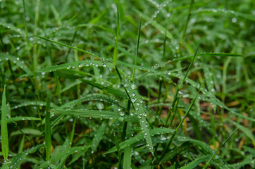 Dew of Blades of Grass
