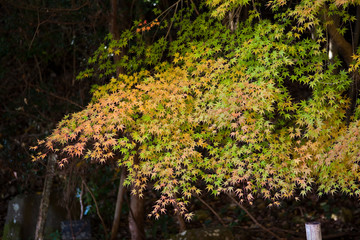いちき串木野市冠岳の紅葉	