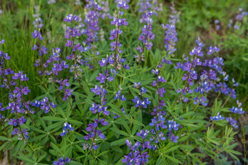 Details on Purple Lupine