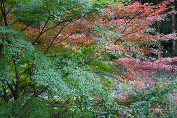 いちき串木野市冠岳の紅葉	