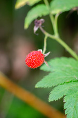 Moras Silvestres