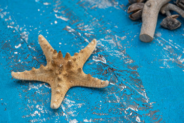  Starfish, rocks and seashells for fresh ornaments in summer