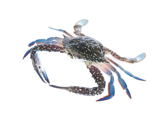 Fresh crab isolation on white