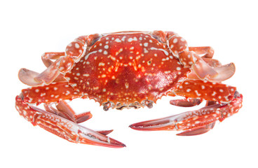 crab isolated on a white background