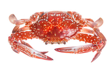 crab isolated on a white background