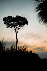 Fototapeta na wymiar sunset tree