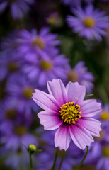 Fototapeta premium violet aster blooms in the garden
