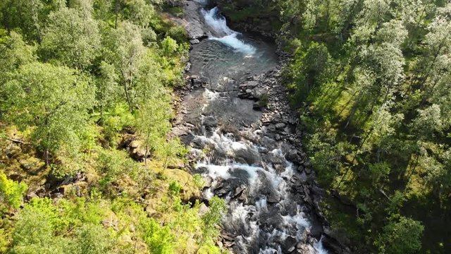 Mountain river in forest