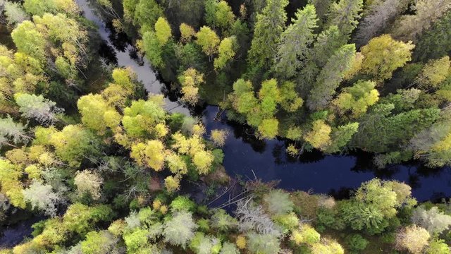River in the middle of forest