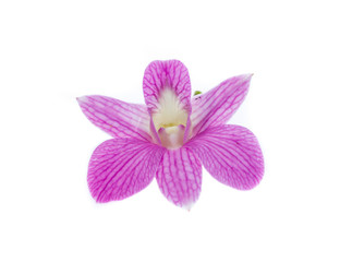 pink orchid flowers isolated on white background