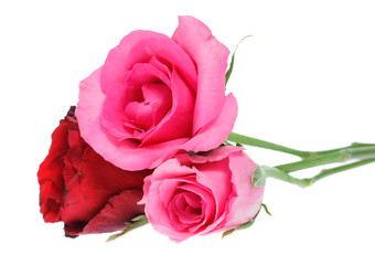 Beautiful  rose isolated on white