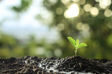 Farmer's hand watering a young plant on green bokeh nature