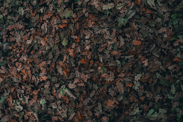 abstract background of leaves