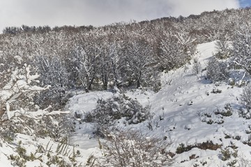 Bosque nevado sobre monta&ntilde;a, paisaje invernal