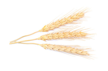 Ear of barley rice on white background