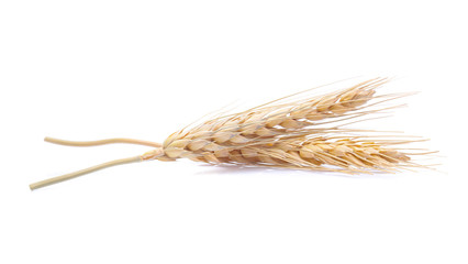 Ear of barley rice on white background