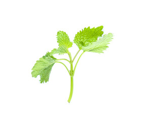 Fresh lemon balm bunch isolated on white background