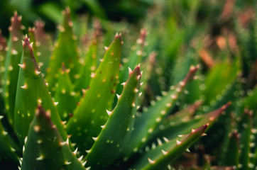 Spiky plant