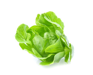 Green oak lettuce on white background