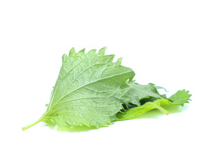 Obraz premium sesame leaves or perilla leaf isolated on white background